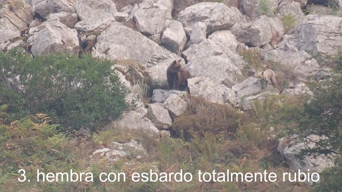 osa con esbardos, Asturias