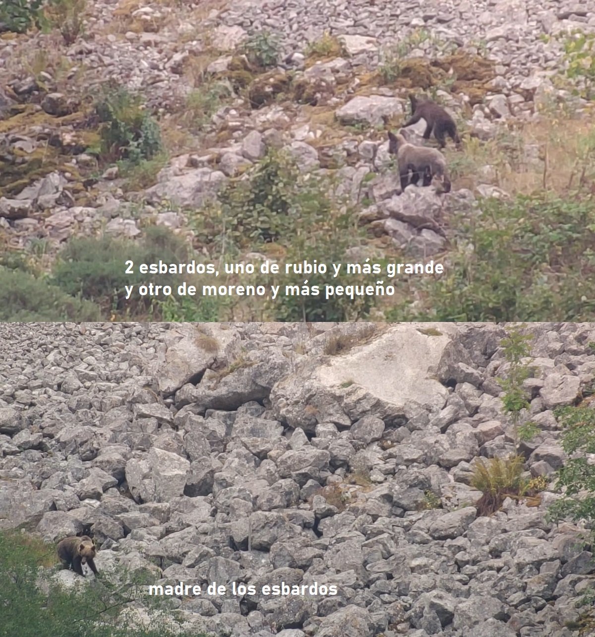 osa con esbardos, Asturias