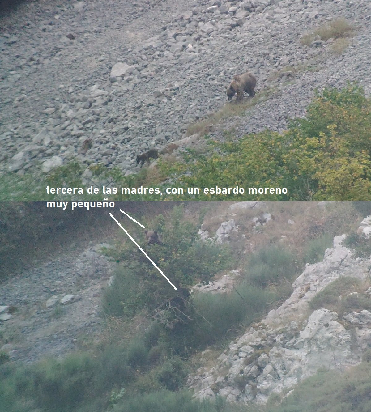 osa con esbardos, Asturias