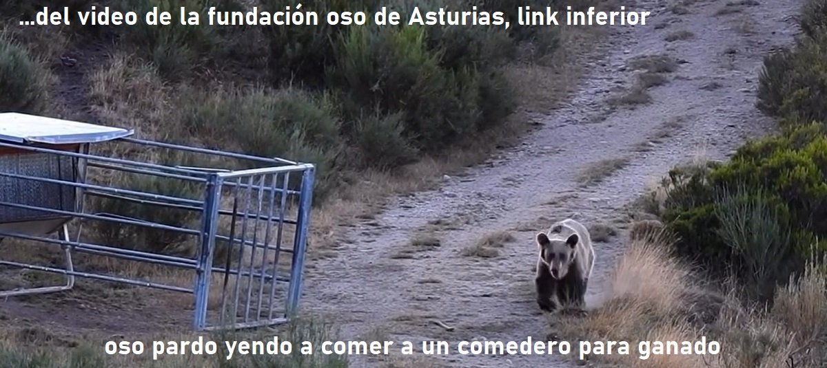 acción osos problemáticos