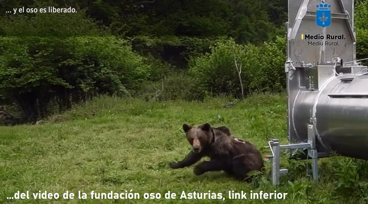 suelta de oso pardo