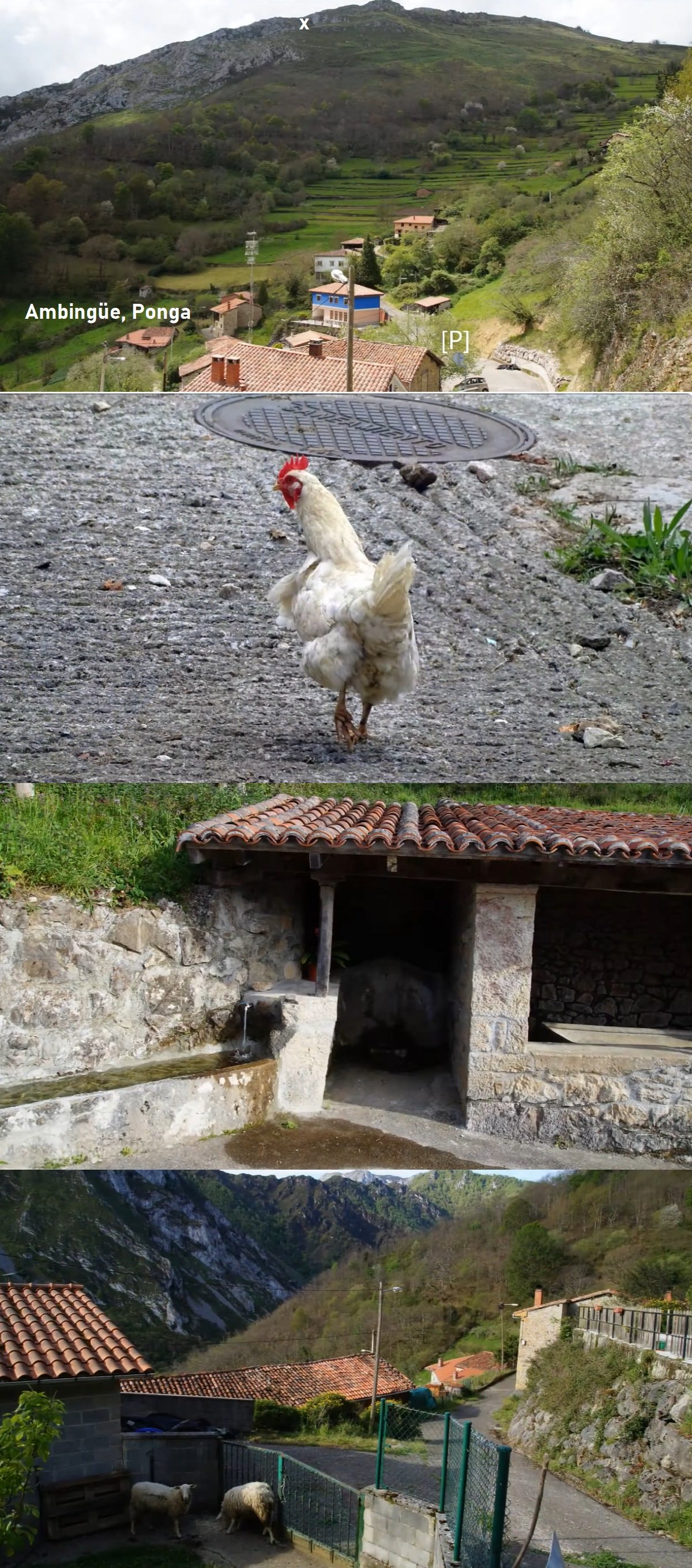 Ambingüe, Ponga