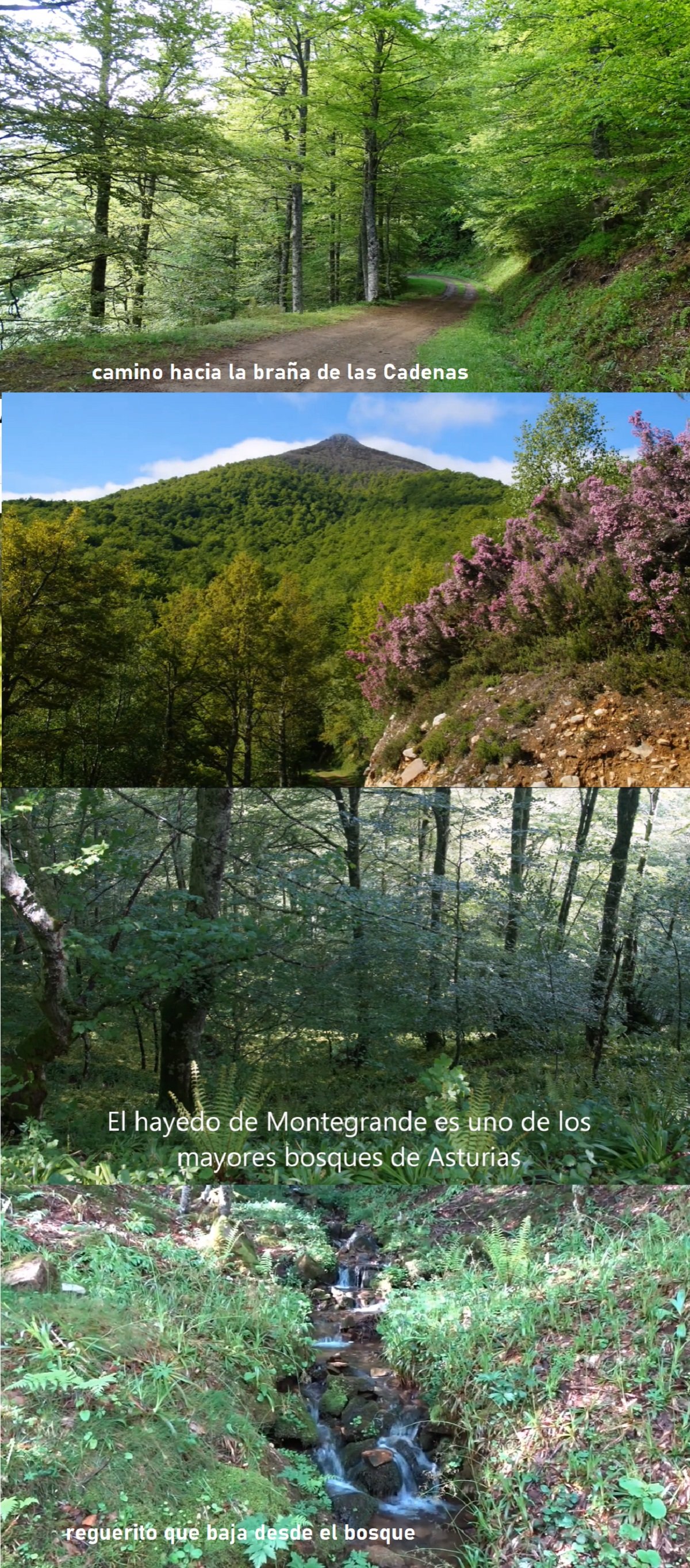 hayedo de Montegrande