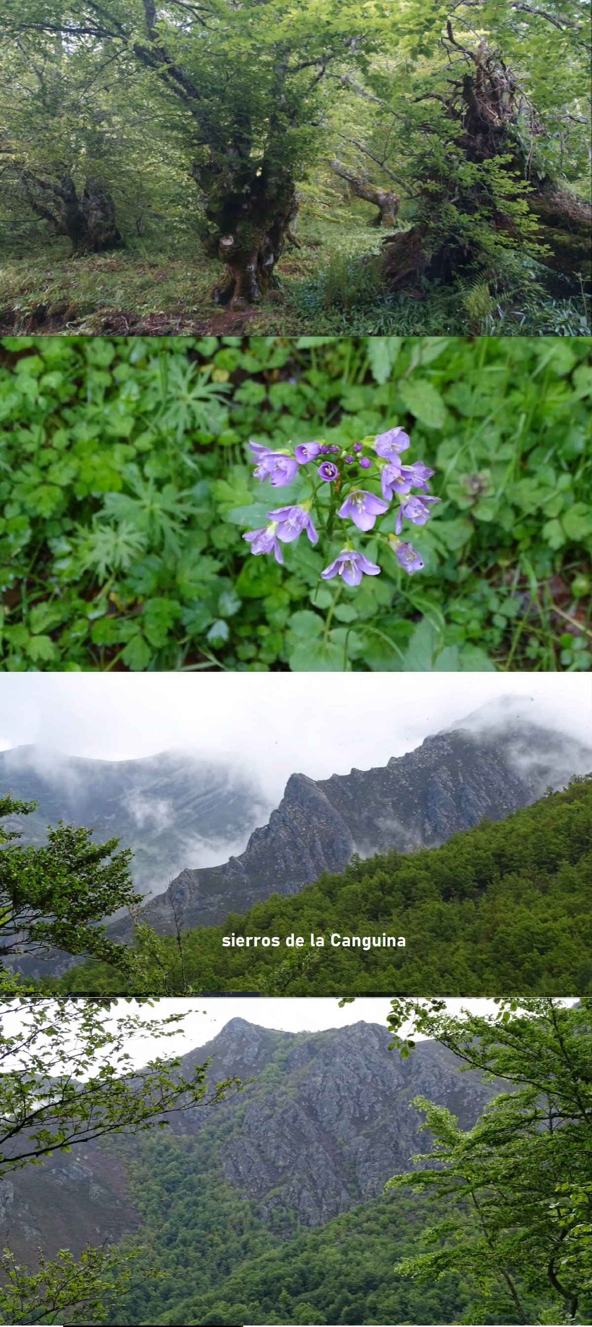 sierra de la Canguina
