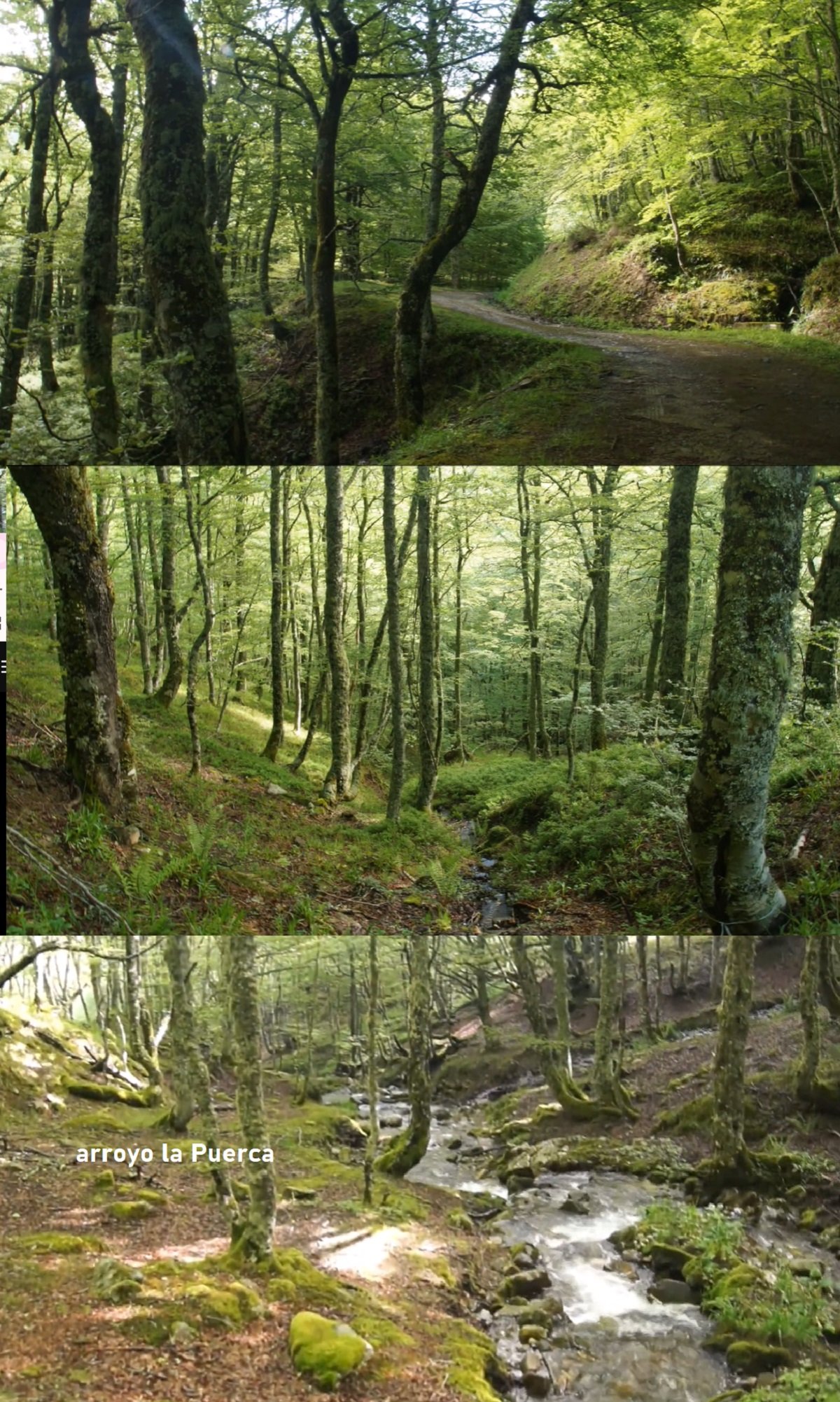 bosque de la braña de las Cadenas