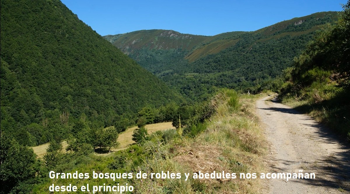 bosques Tejedo del Sil