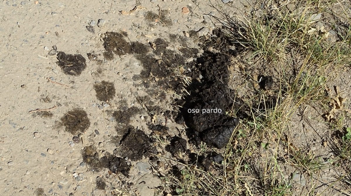excrementos de oso pardo