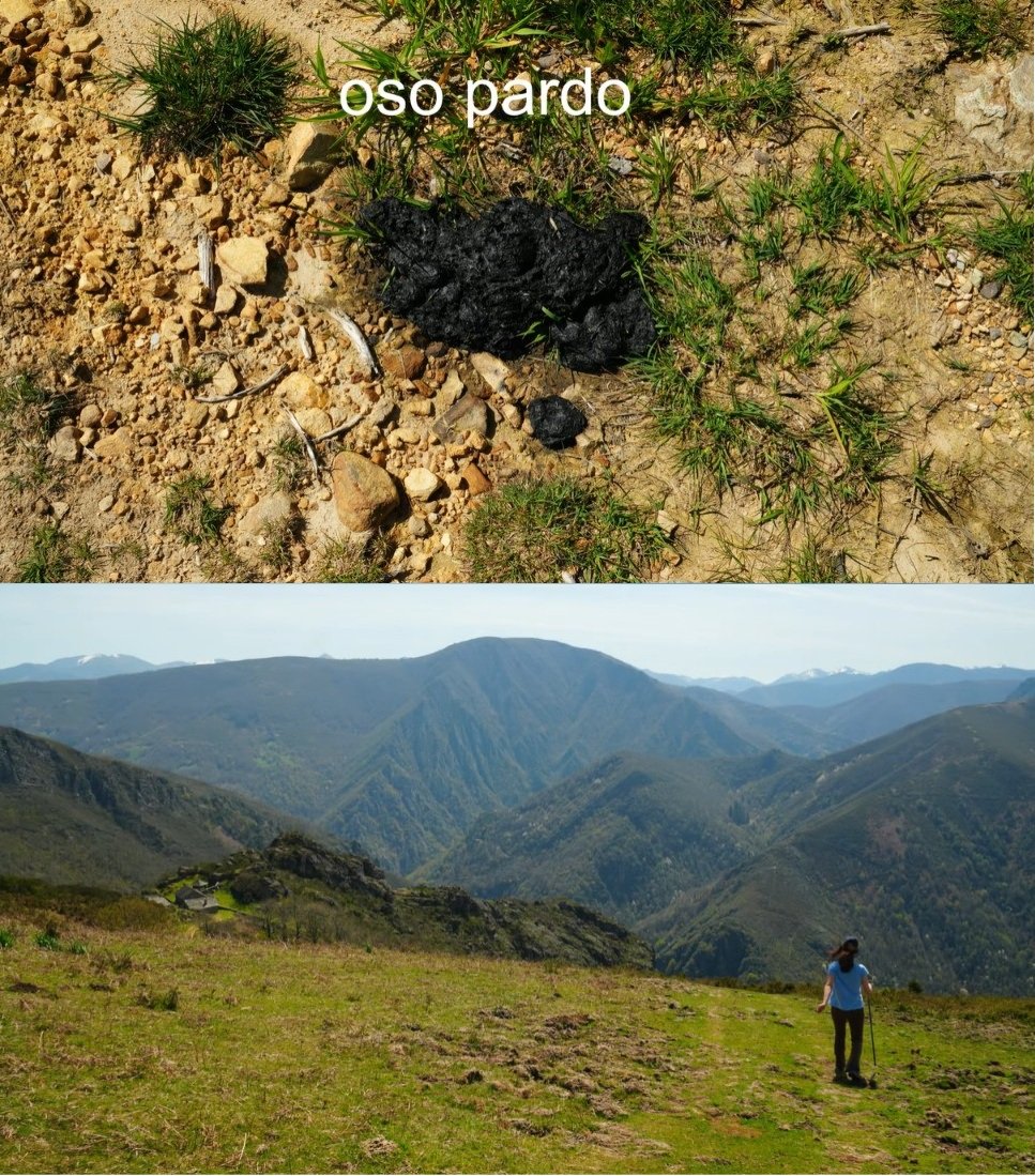 excremento de oso pardo