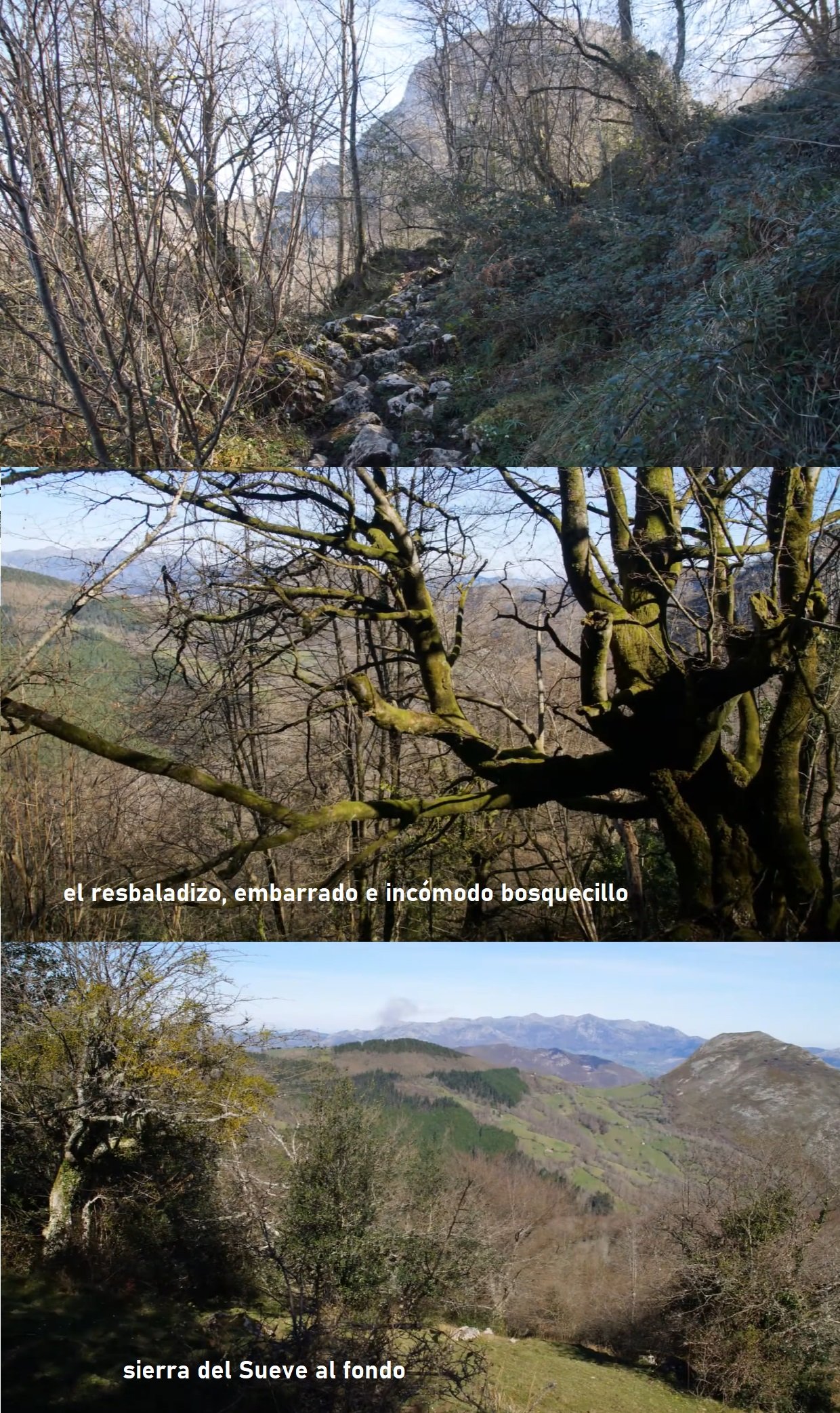 bosquecito Mota Cetín