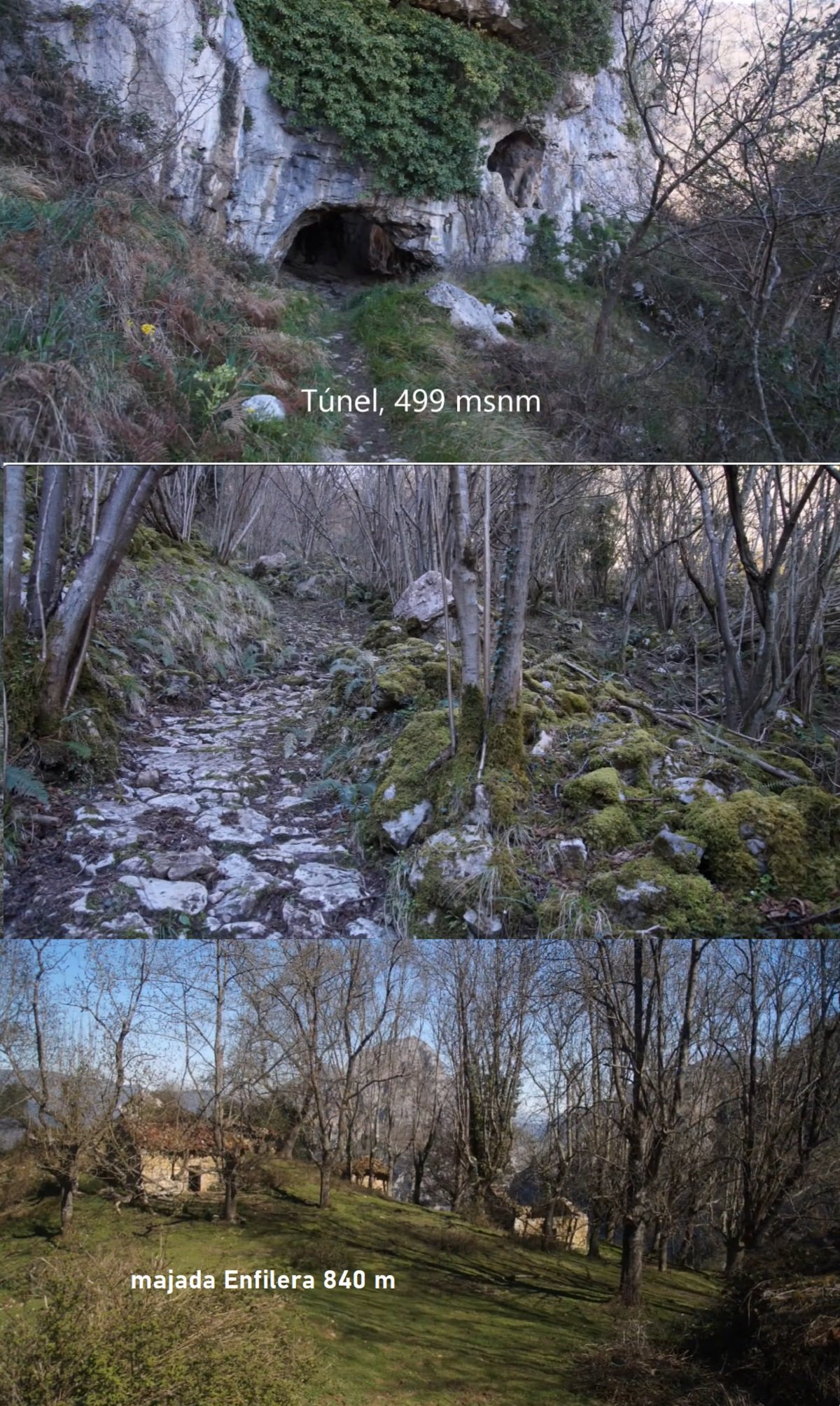 majada Enfilera