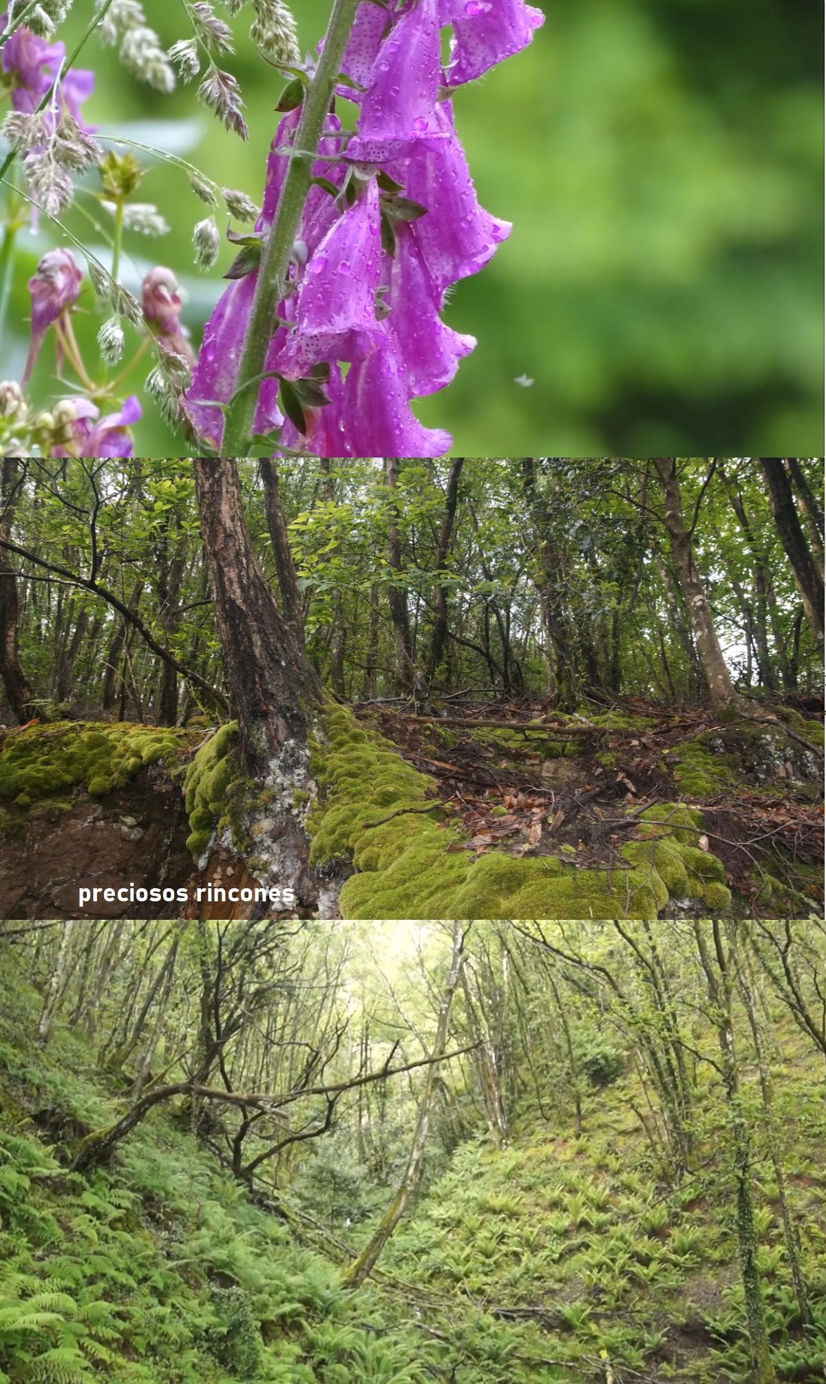 bosques de ribera en Cudillero