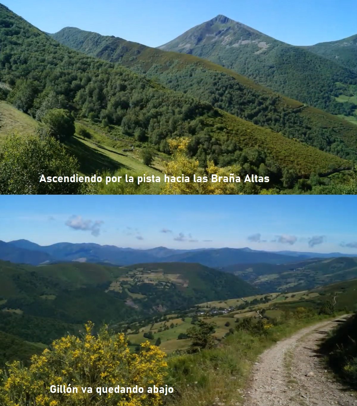 abedulares frente al pico Caniellas y Gillón
