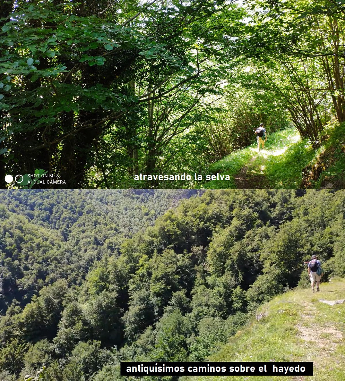 hayedo de Montegrande