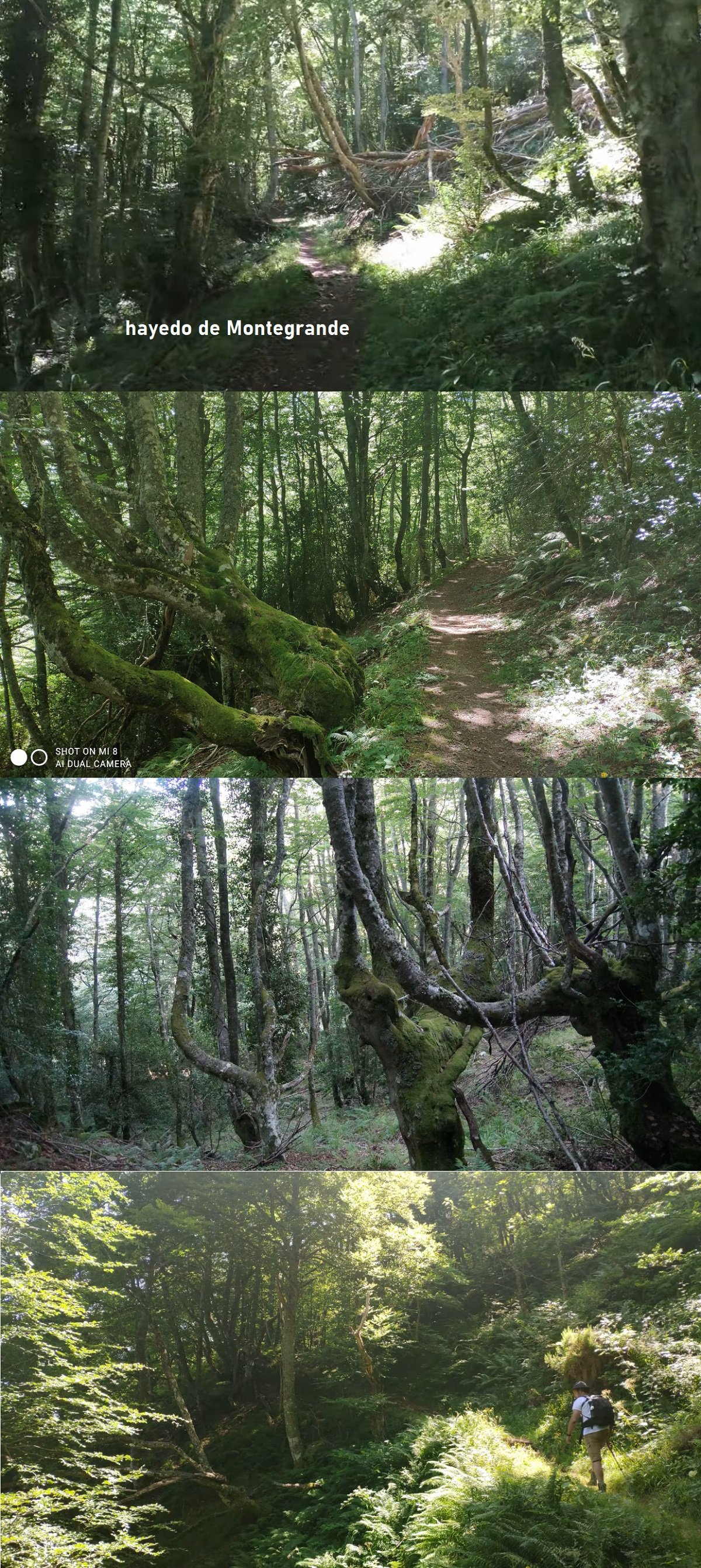 hayedo de Montegrande