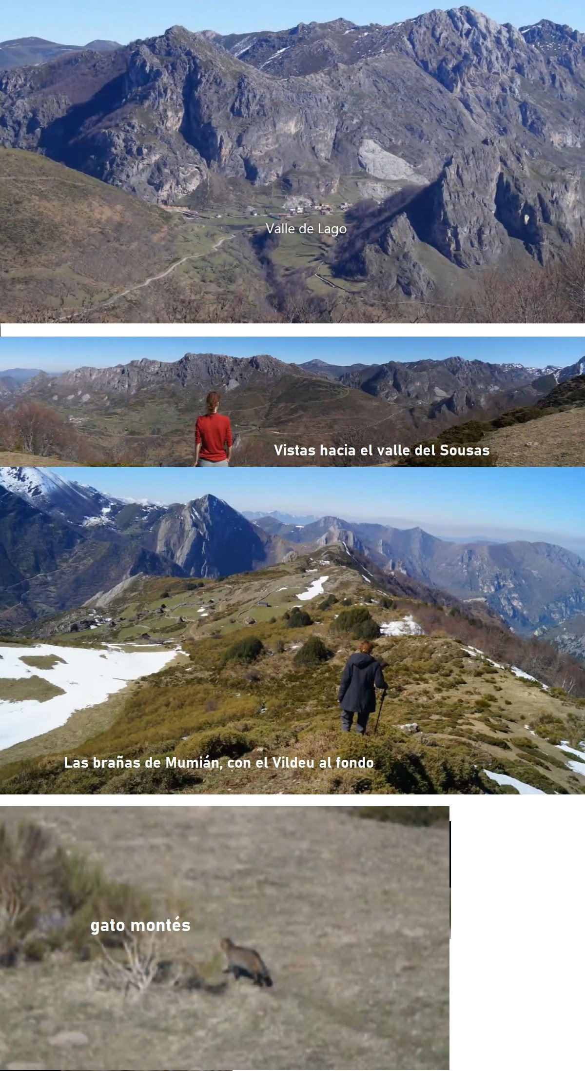gato montés Mumián Somiedo