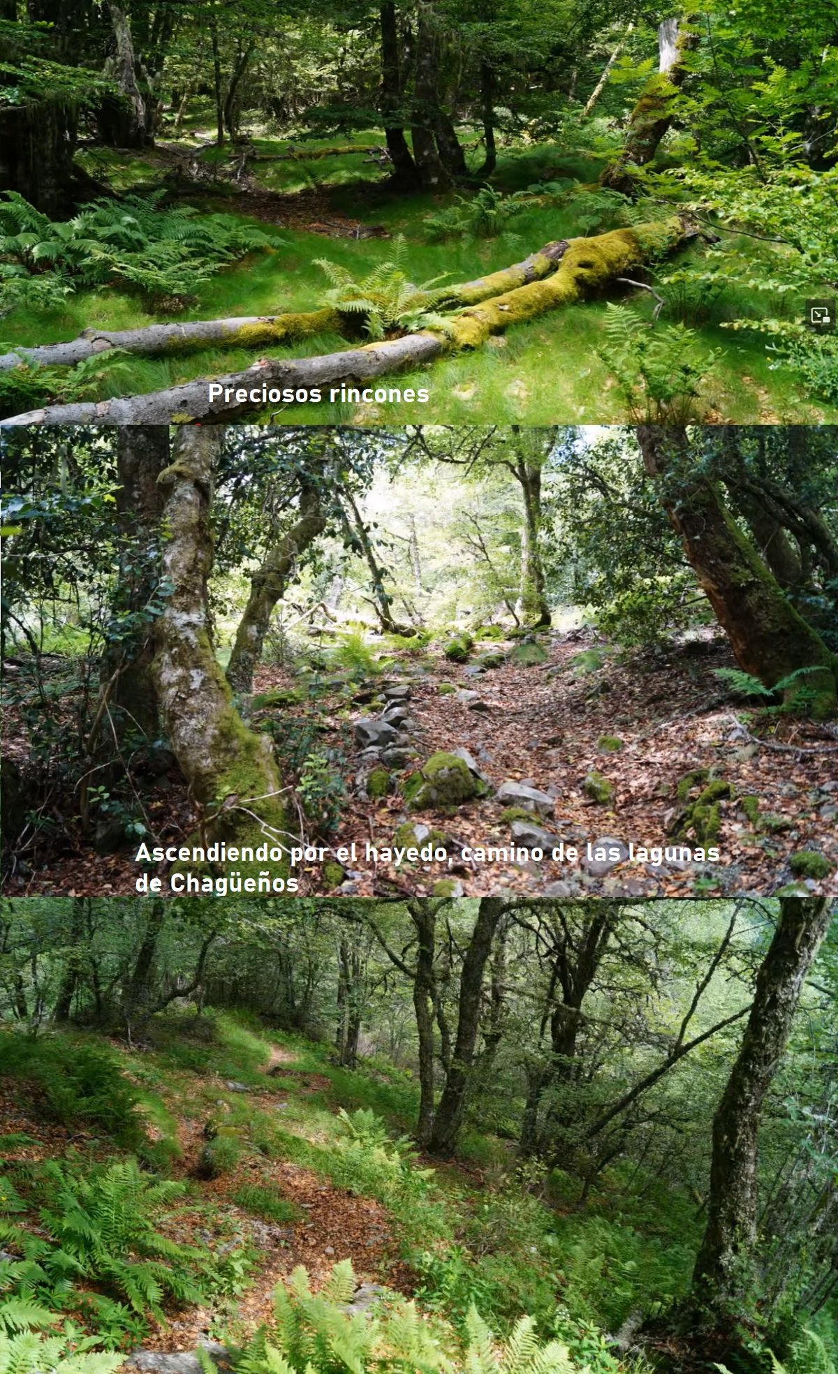 hayedo lagunas de Chagüeños