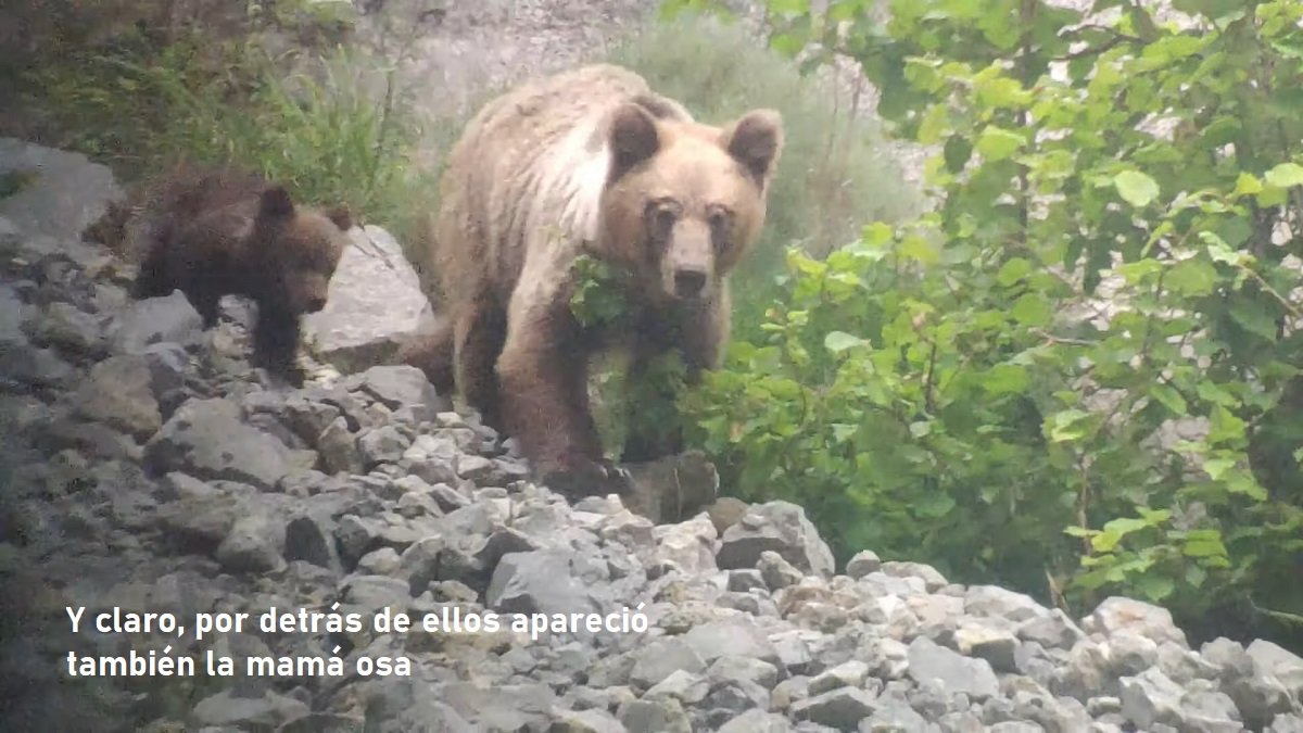 osa con esbardos Asturias