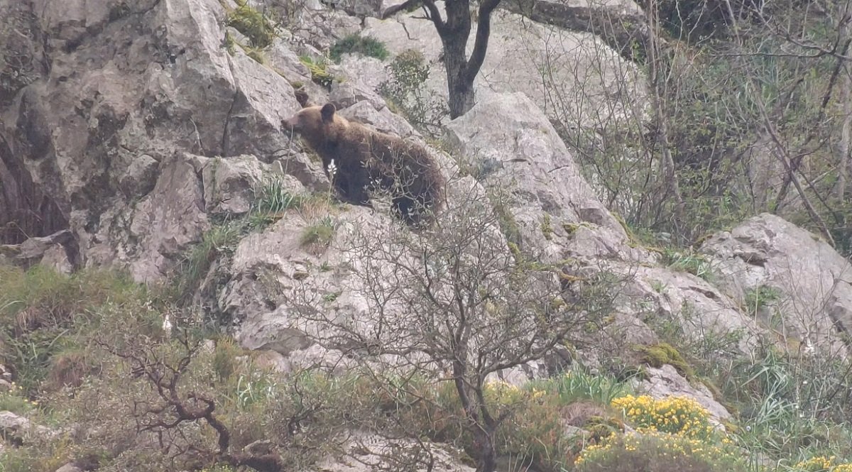 donde hay osos en España