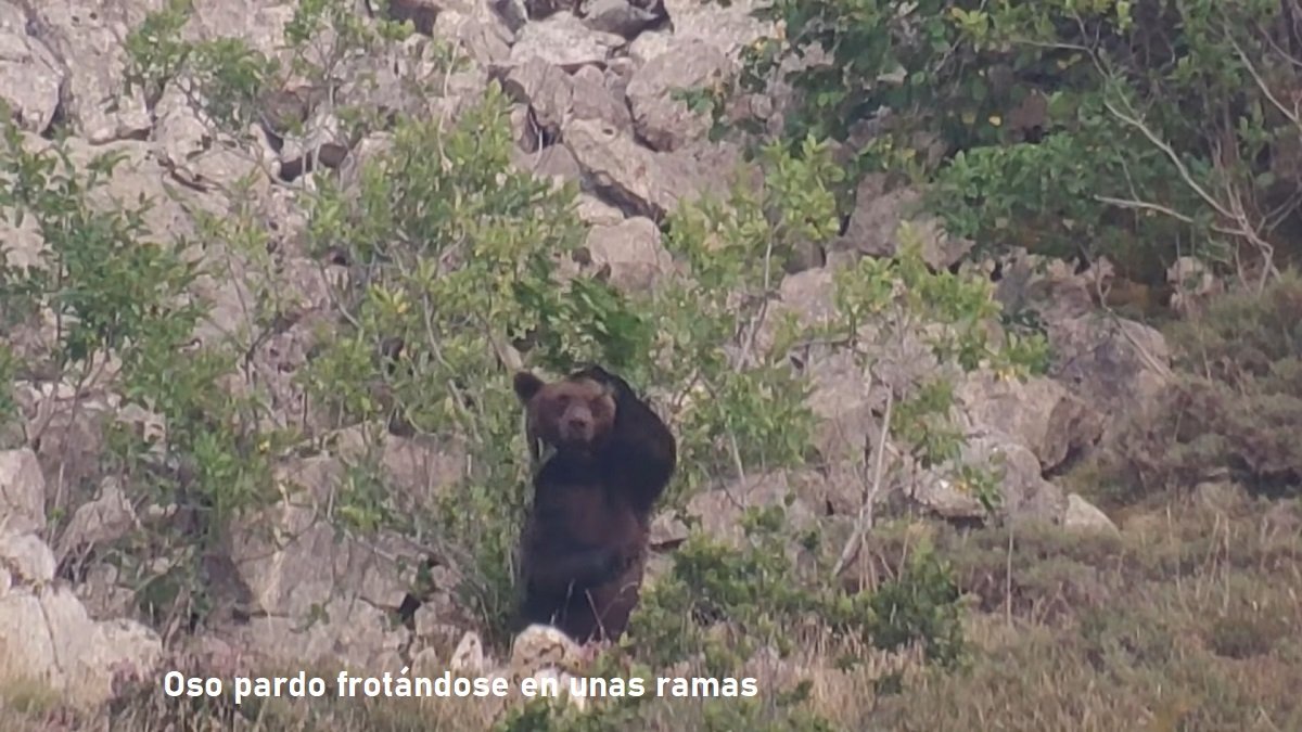 oso pardo cantábrico