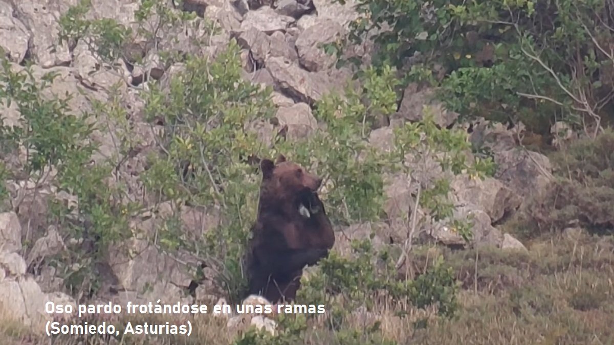 oso pardo en Somiedo