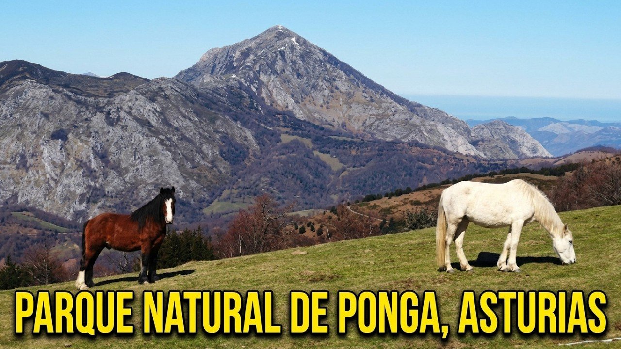 Ponga