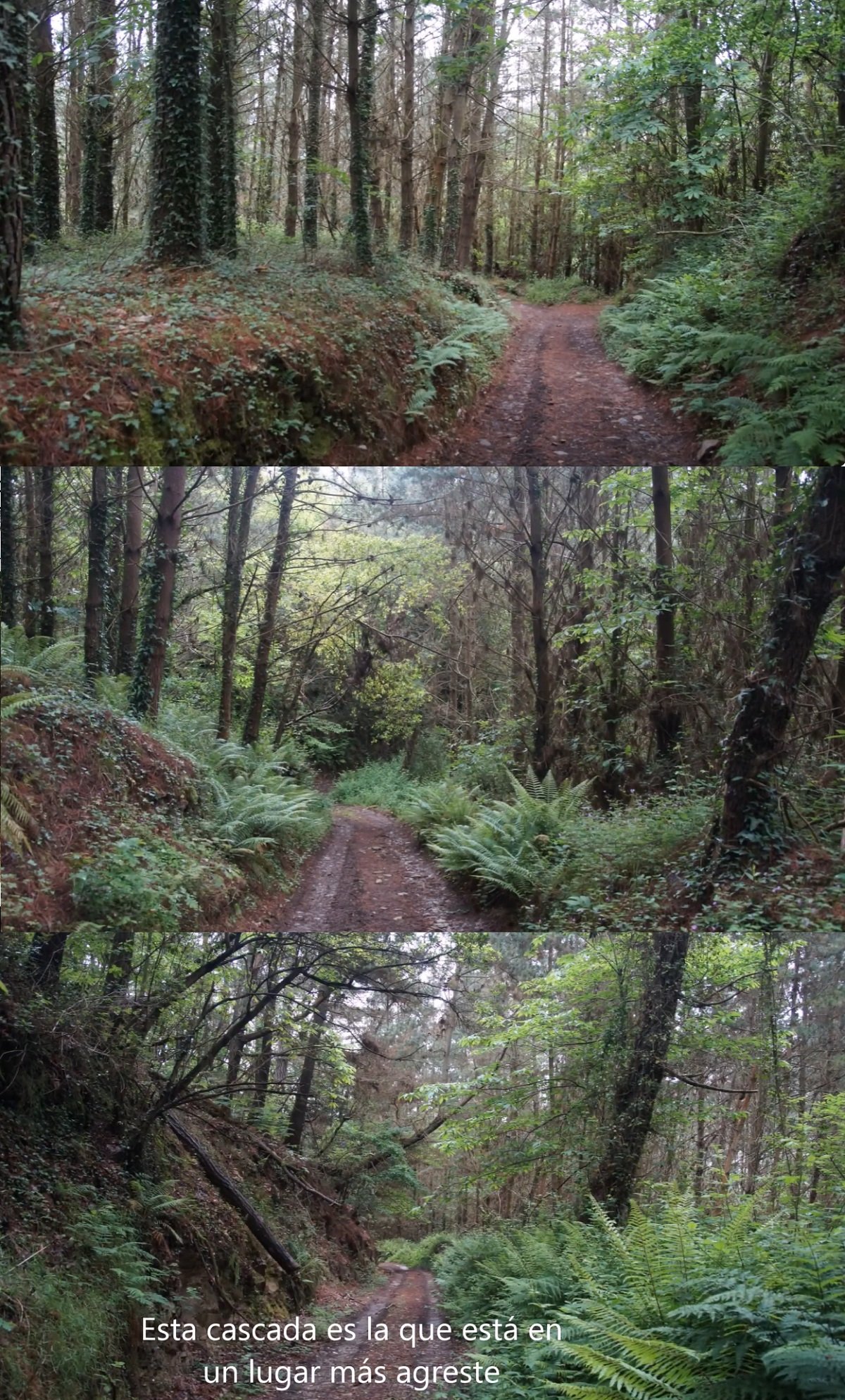 bosques de robles, hayas, abedules