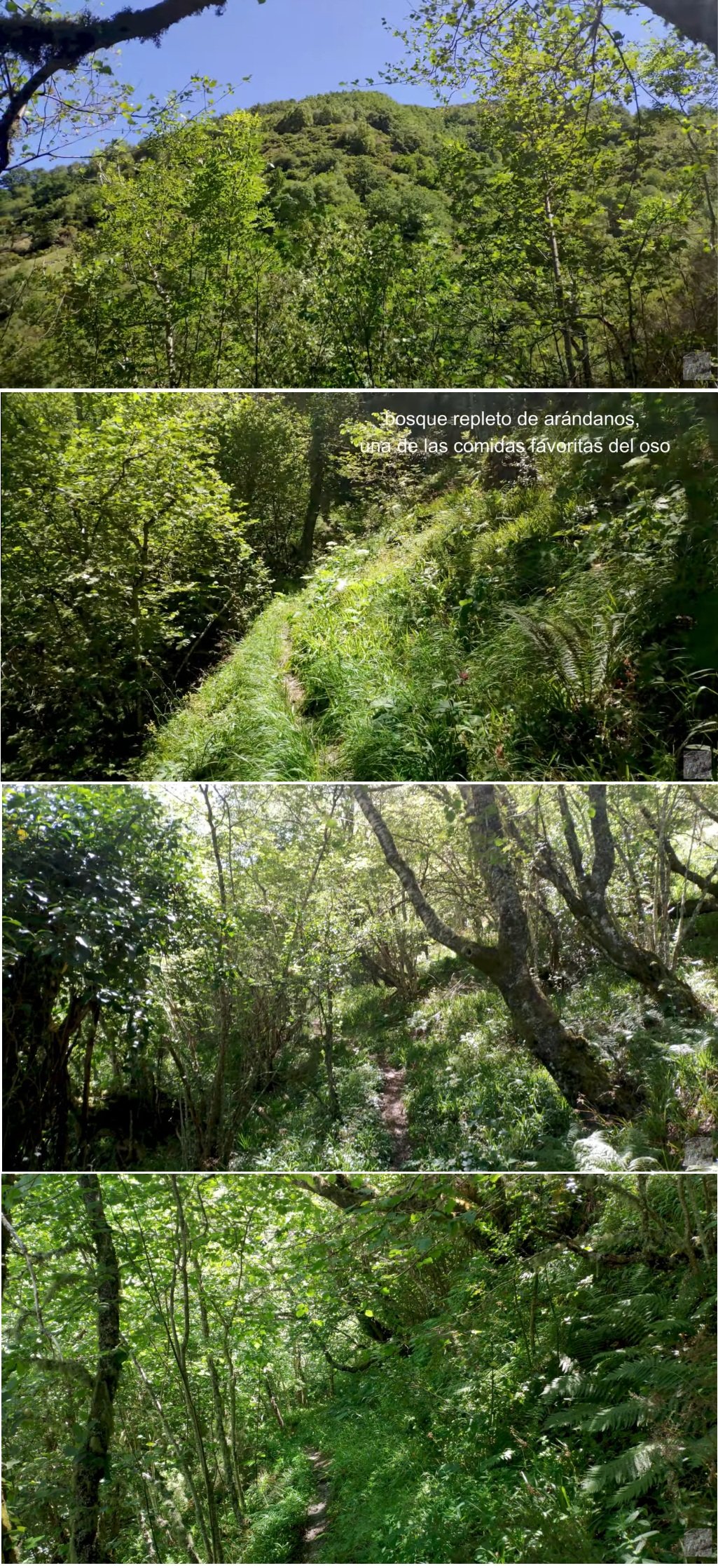 bosque El Salgueiral