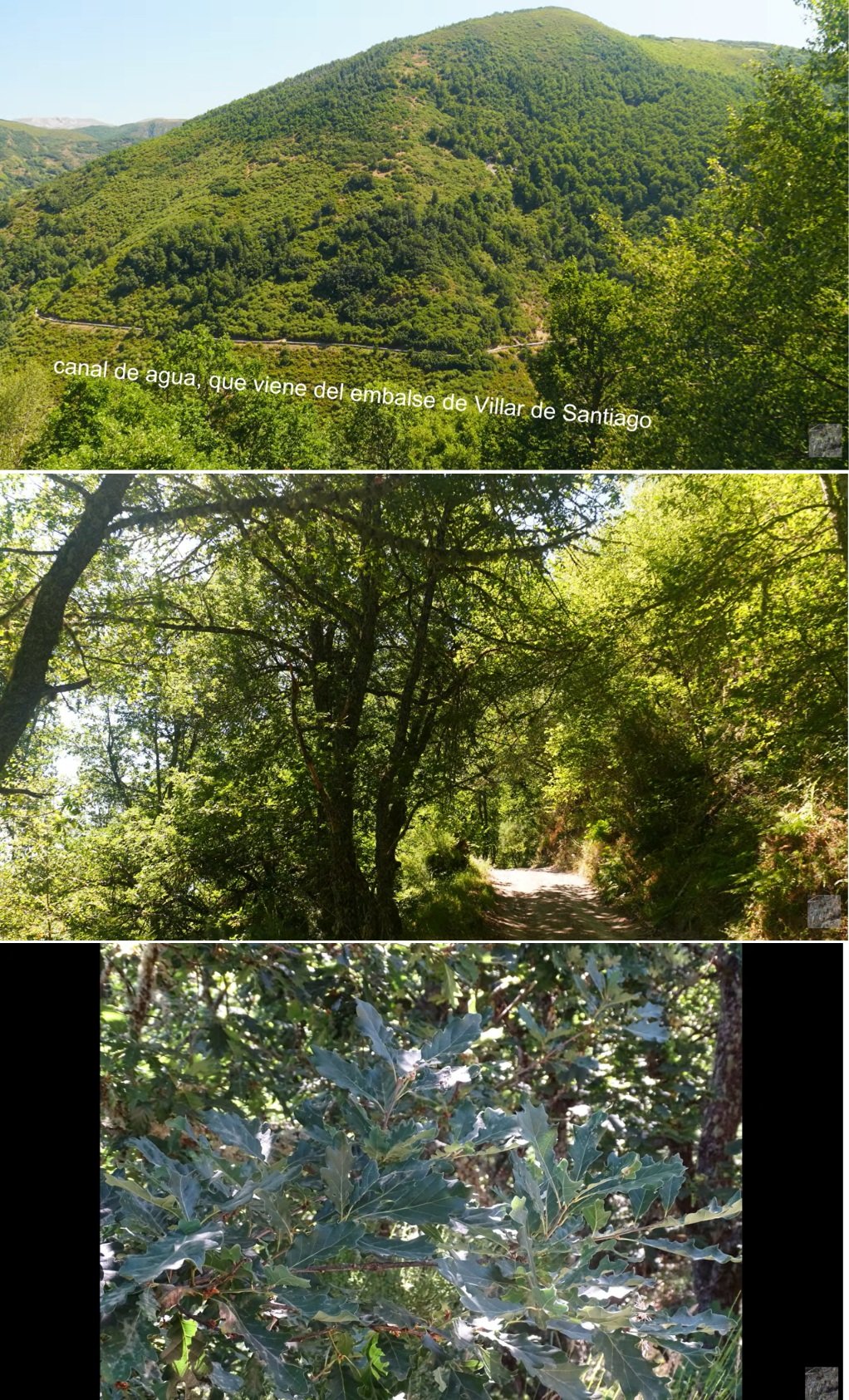 bosque en Rioscuro