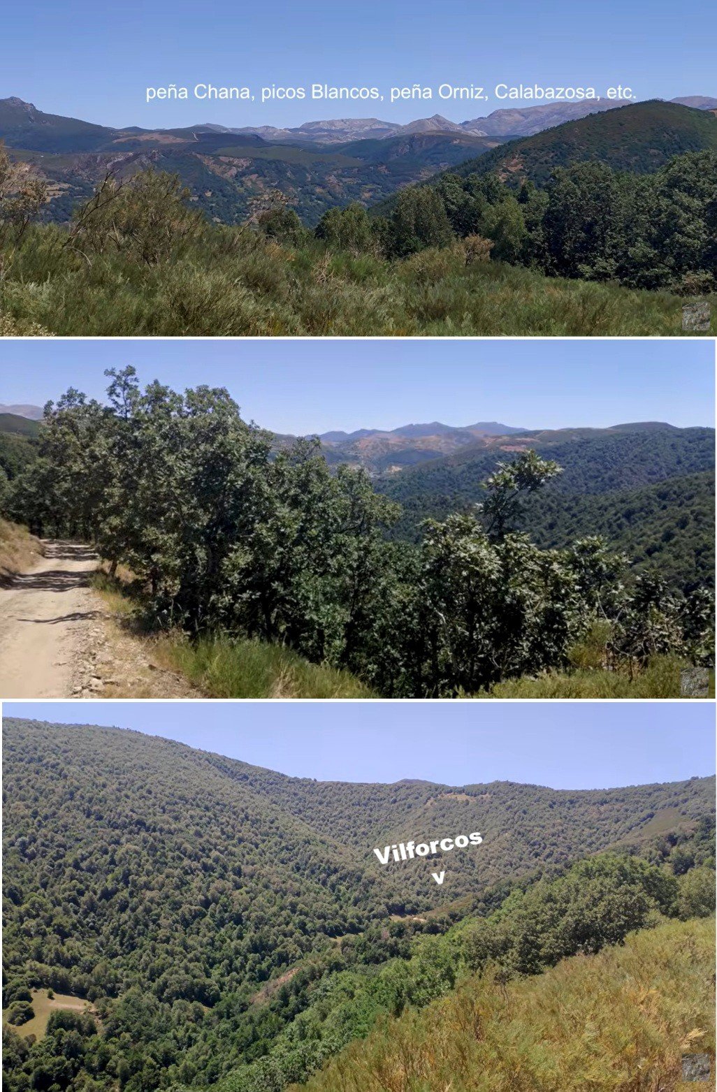 bosque del valle de Barroso