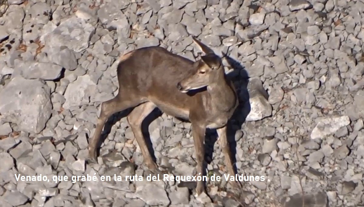 venado en Redes