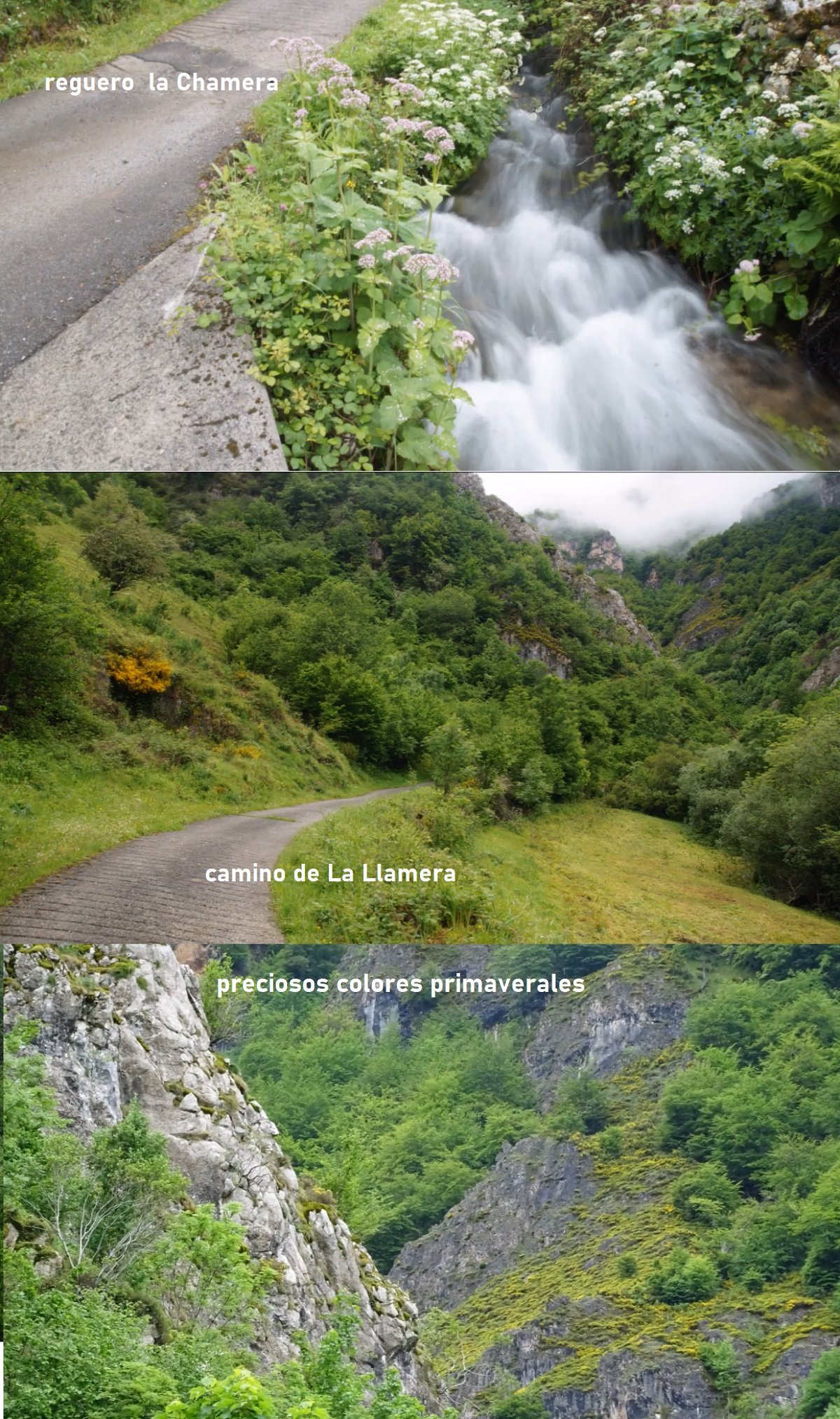 primavera en Somiedo